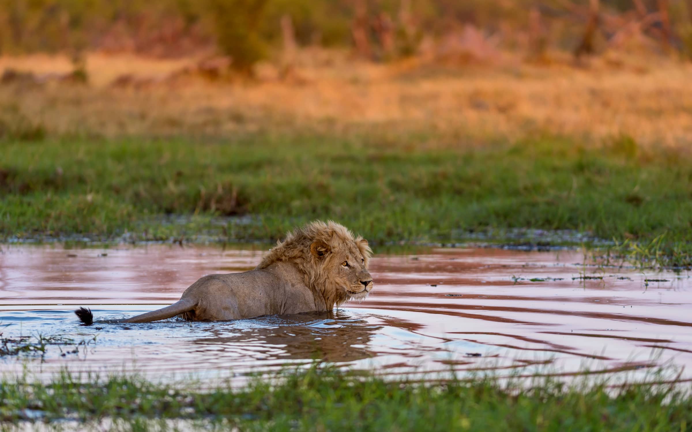 Interno immerso nella natura del Botswana per la pagina Quando andare.