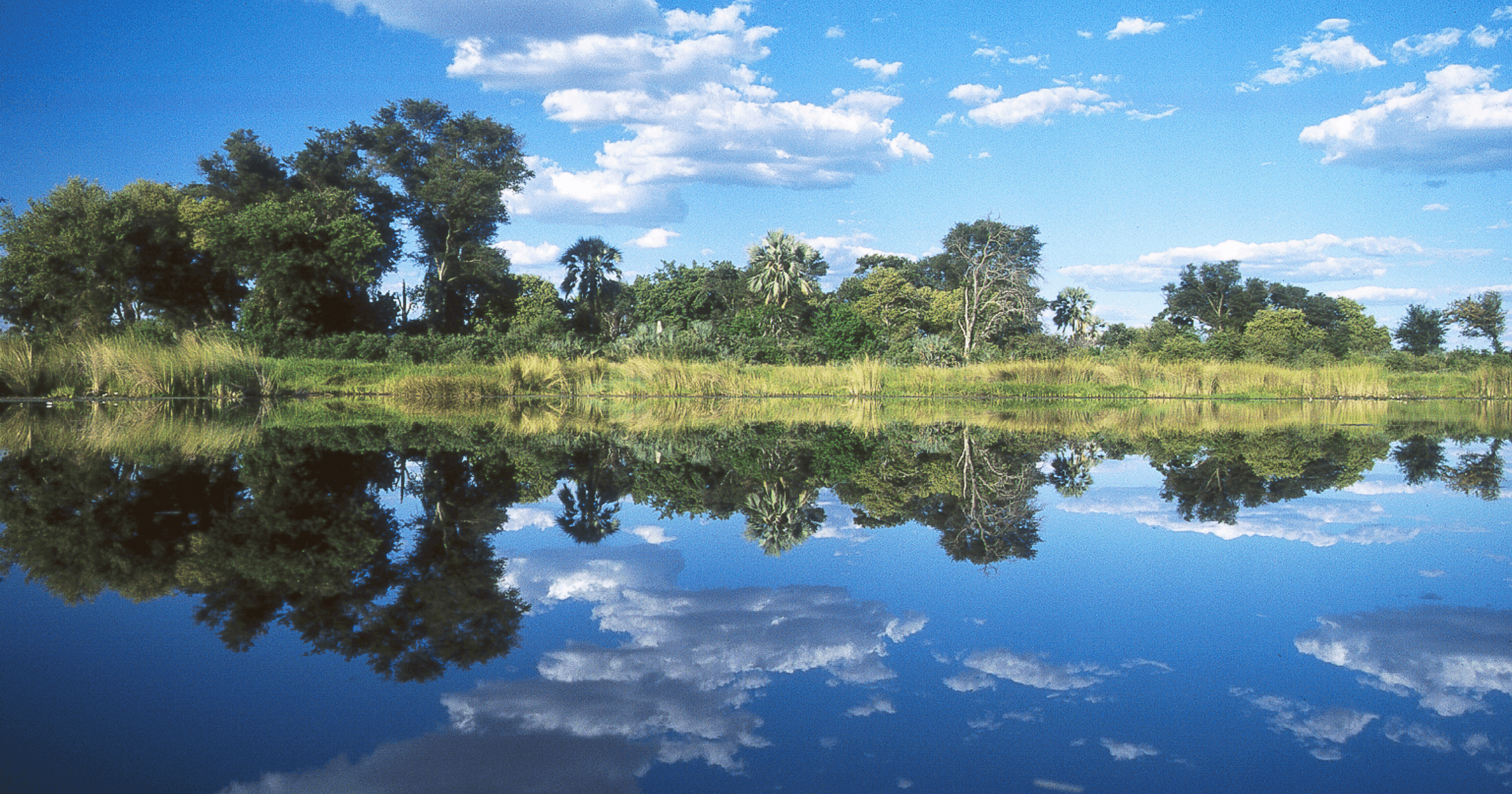 Paesaggio verde in Botswana ad aprile con luce morbida dopo la stagione delle piogge.
