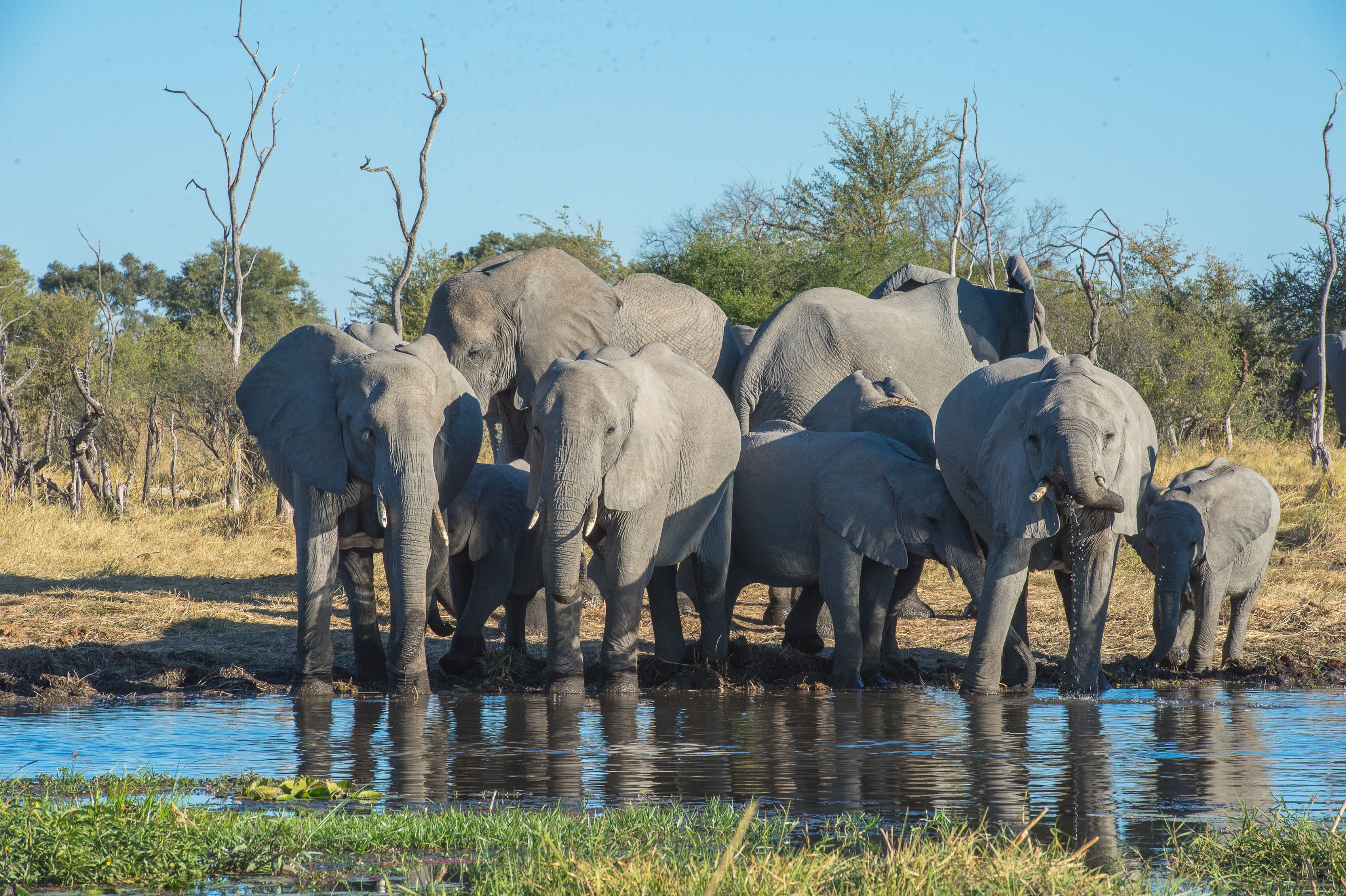 Paesaggio del Chobe con fauna lungo il fiume.