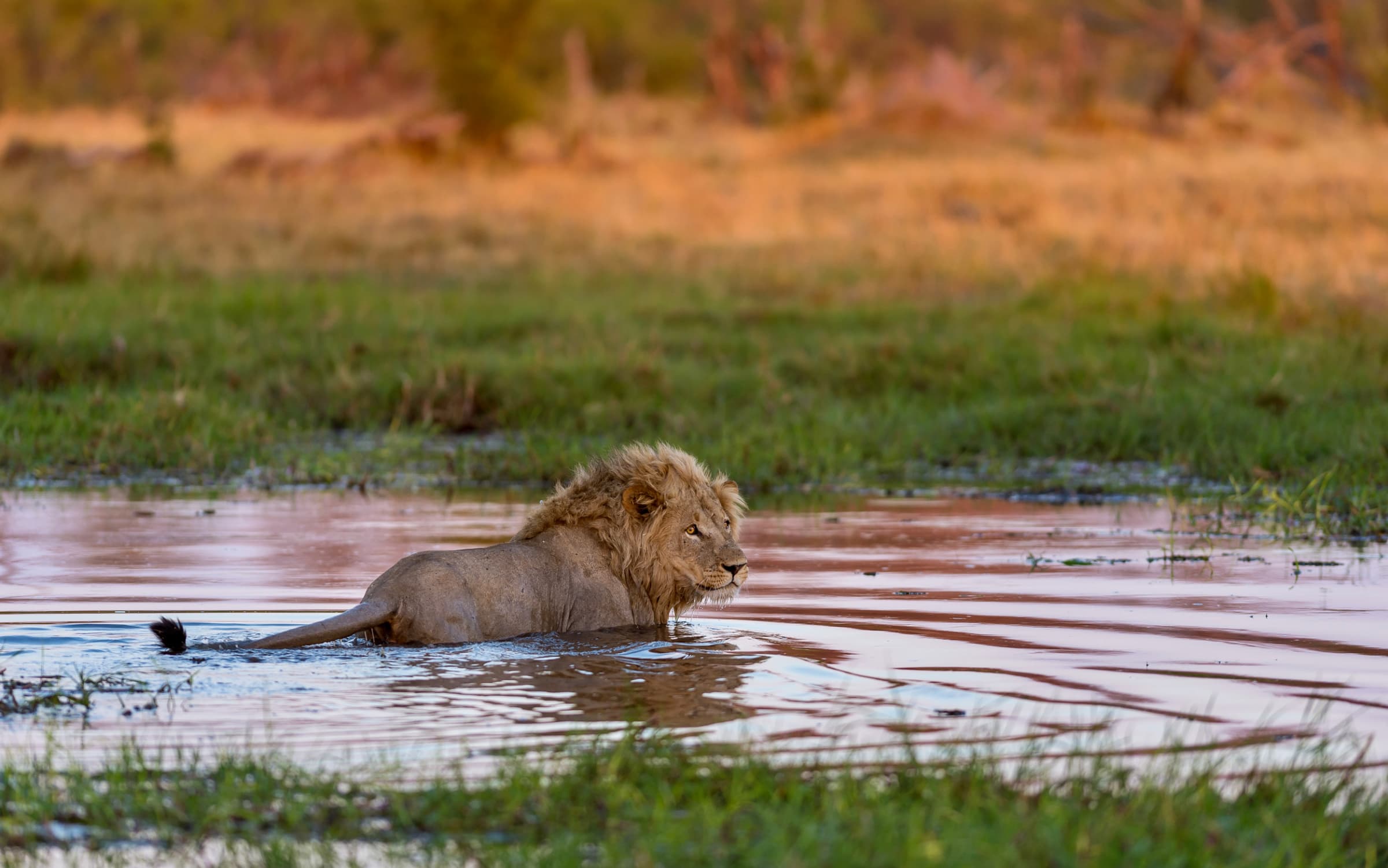 Interno affacciato sul paesaggio del Botswana immerso nella natura.