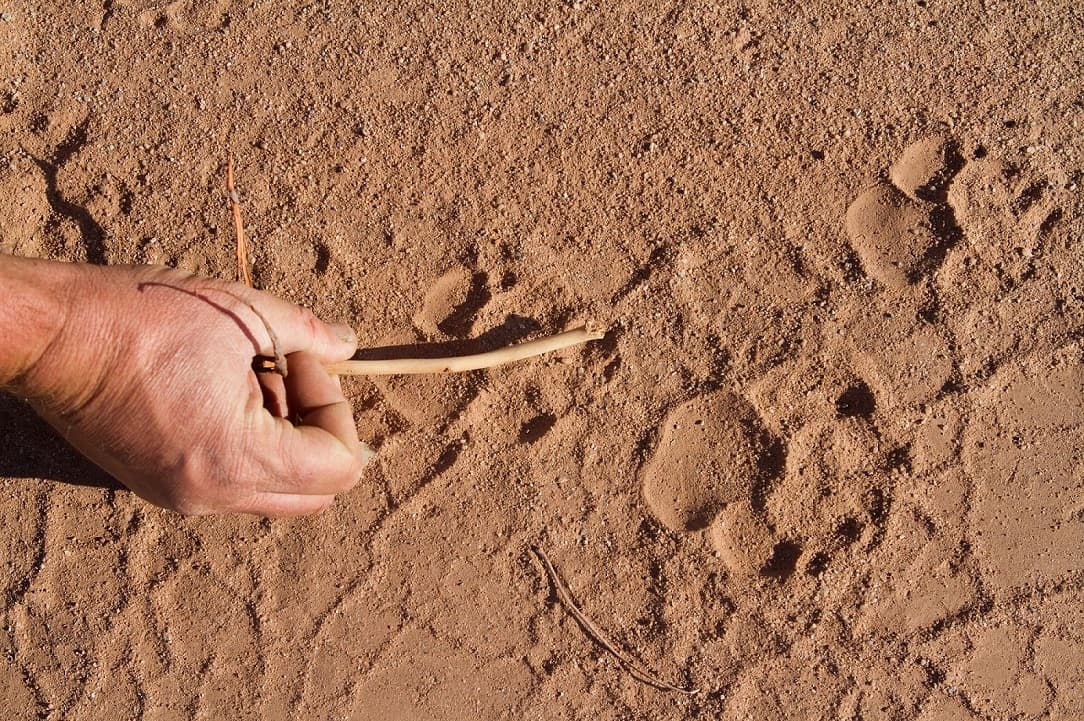 Impronte sulla sabbia in un paesaggio africano.